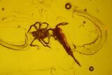 Mating Fossil Flies, Mite, Springtail and Beetle in Baltic Amber #150718-2